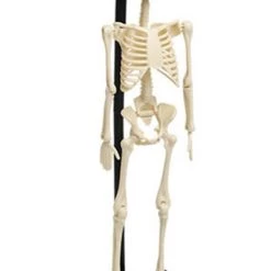 Cheap 👏 REX LONDON Gothic Homewares Anatomical | SKELETON MODEL ❤️